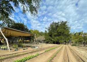 FOTO 4 Inicia en Miraflores Vivero Municipal