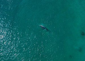 FOTO 1 Piden en Los Cabos evitar tocar a ejemplares de ballena gris