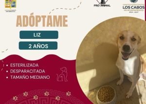 FOTO 2 ADOPCIÓN ANIMALES RESCATADOS