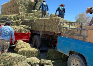 DESARROLLO RURAL ENTREGA ALIMENTO SECTOR GANADERO 1