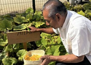 IMAIA PRESENTA HUERTO COMUNITARIO CSL 4