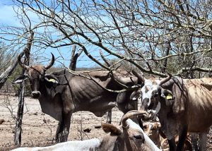 XI REGIDORA VALERIE OLMOS DOMÍNGUEZ 5 (1)