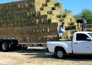 DESARROLLO RURAL ENTREGA ALFALFA 2