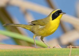 PRIMER FESTIVAL INTERNACIONAL AVES 2