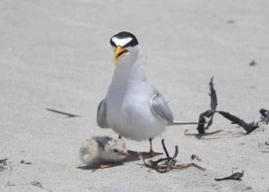 TEMPORADA ANIDACIÓN GALLITO MARINO 1