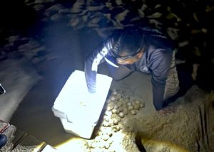 PROTECCIÓN TORTUGA MARINA EL CORSARIO 2