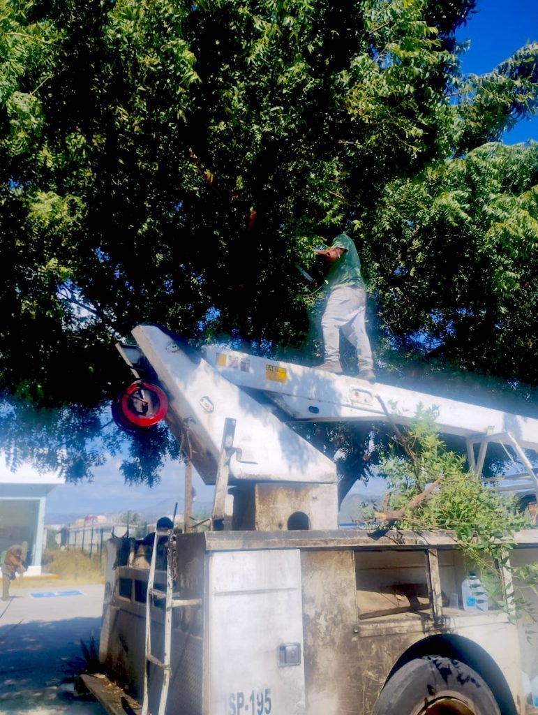 SERVICIOS PÚBLICOS MANTENIMIENTO ÁREAS VERDES CSL 5