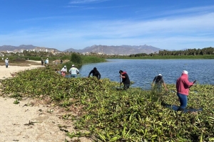 01 Más de 20 toneladas de lirio se retiraron del Estero Josefino durante la Mega Jornada de limpieza2